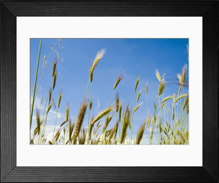 Framed Print : DDE-90032473 Framed Print : DDE-90032473