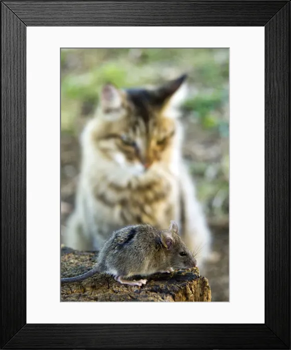 Framed Print : DDE-90032472