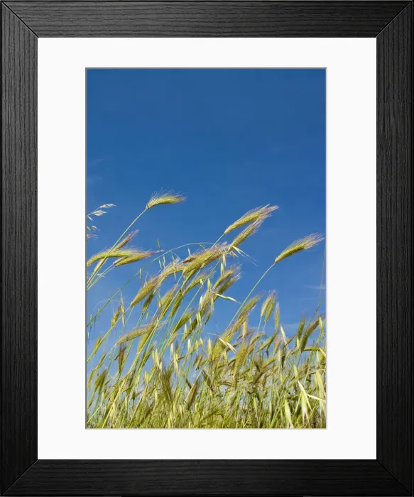 Framed Print : DDE-90032474 Framed Print : DDE-90032474