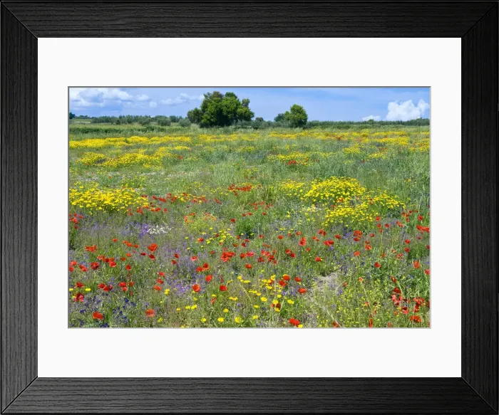 Framed Print : DDE-90032475