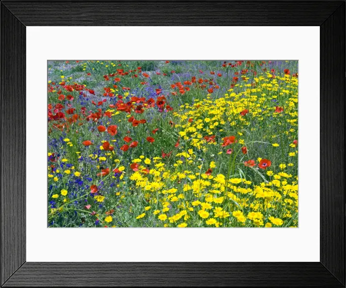 Framed Print : DDE-90032477