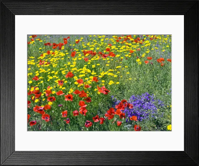 Framed Print : DDE-90032476 Framed Print : DDE-90032476