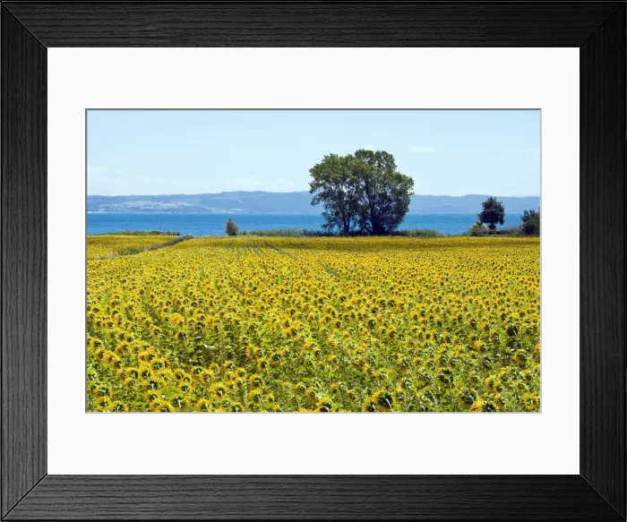 Framed Print : DDE-90032493 Framed Print : DDE-90032493