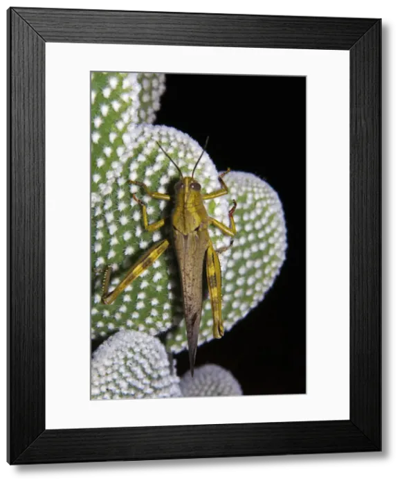 Framed Print : DDE-90032503 Framed Print : DDE-90032503