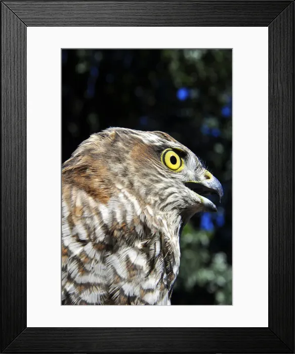 Framed Print : DDE-90032506 Framed Print : DDE-90032506