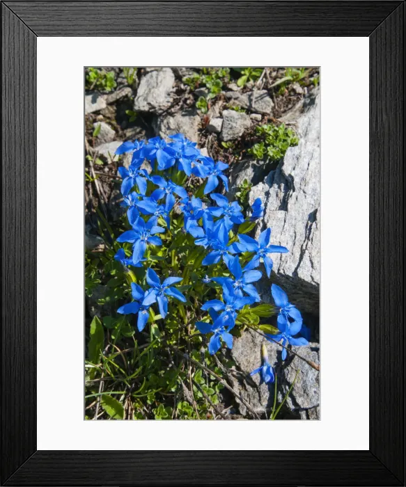 Framed Print : DDE-90032521