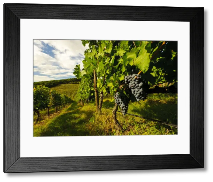 Framed Print : DDE-90032536 Framed Print : DDE-90032536
