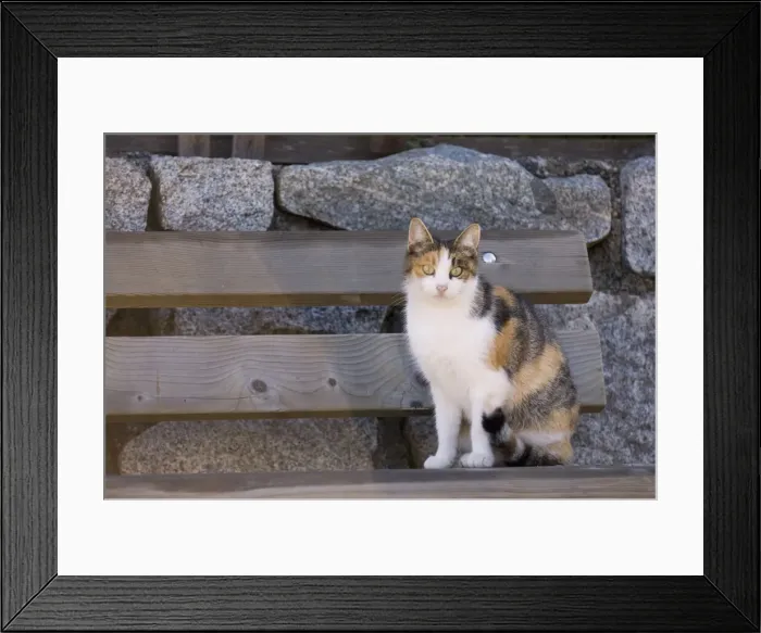 Framed Print : DDE-90032576 Framed Print : DDE-90032576