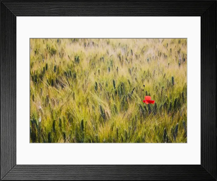 Framed Print : DDE-90032595 Framed Print : DDE-90032595