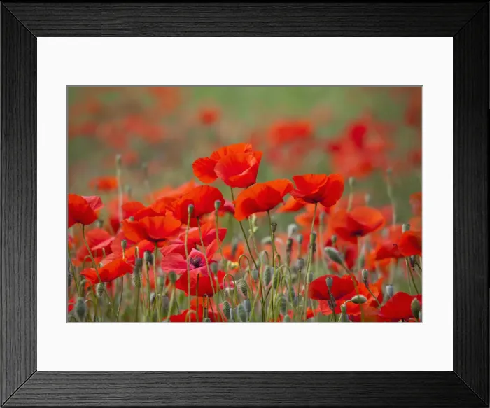 Framed Print : DDE-90032596 Framed Print : DDE-90032596