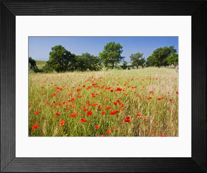 Framed Print : DDE-90032598