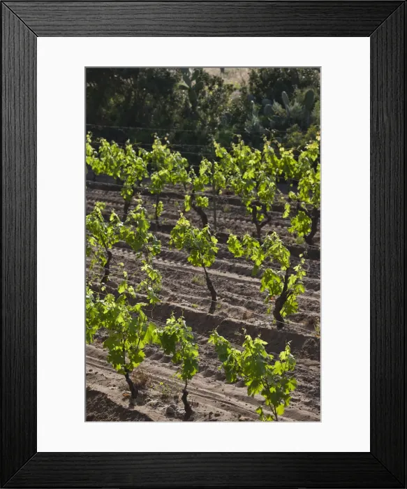 Framed Print : DDE-90032743 Framed Print : DDE-90032743