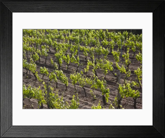 Framed Print : DDE-90032744 Framed Print : DDE-90032744