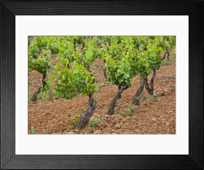 Framed Print : DDE-90032776 Framed Print : DDE-90032776
