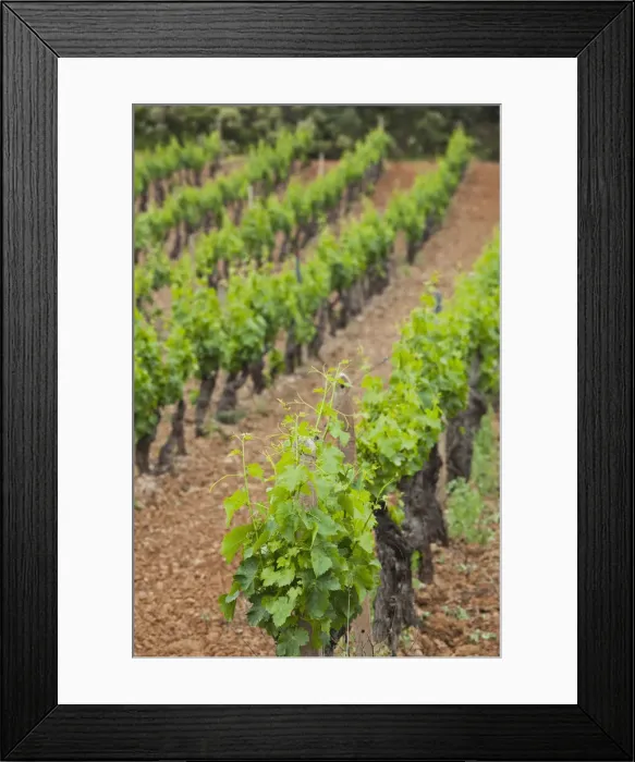 Framed Print : DDE-90032777 Framed Print : DDE-90032777