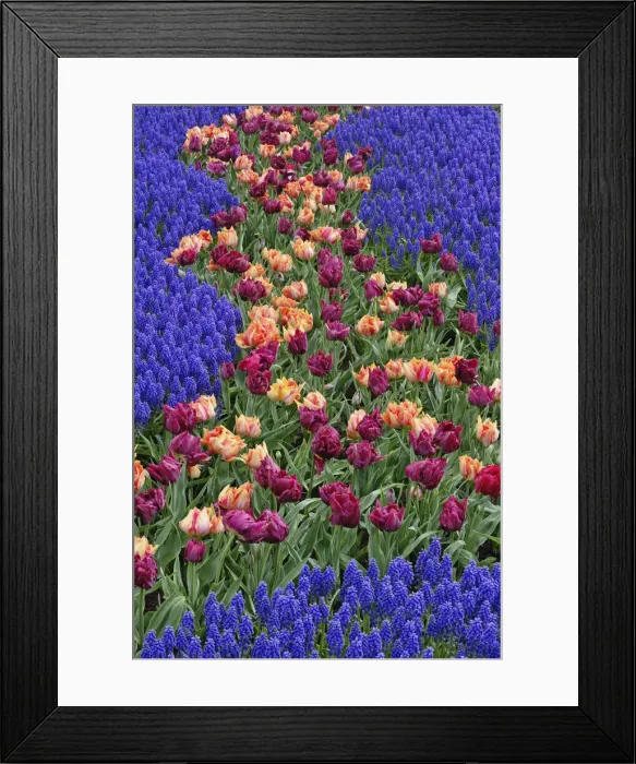 Framed Print : DDE-90032929 Framed Print : DDE-90032929