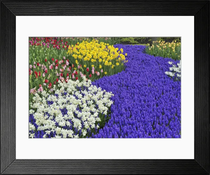 Framed Print : DDE-90032931 Framed Print : DDE-90032931