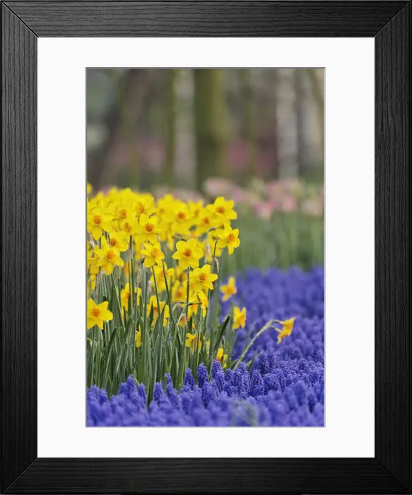 Framed Print : DDE-90032933 Framed Print : DDE-90032933