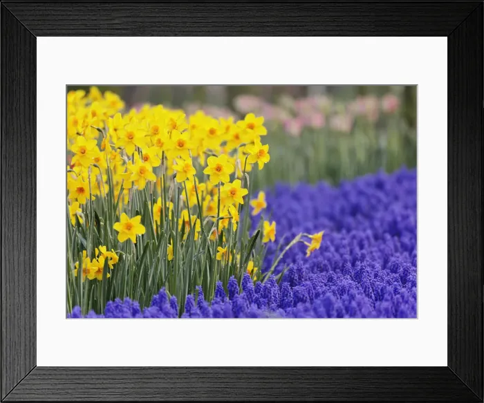 Framed Print : DDE-90032932 Framed Print : DDE-90032932