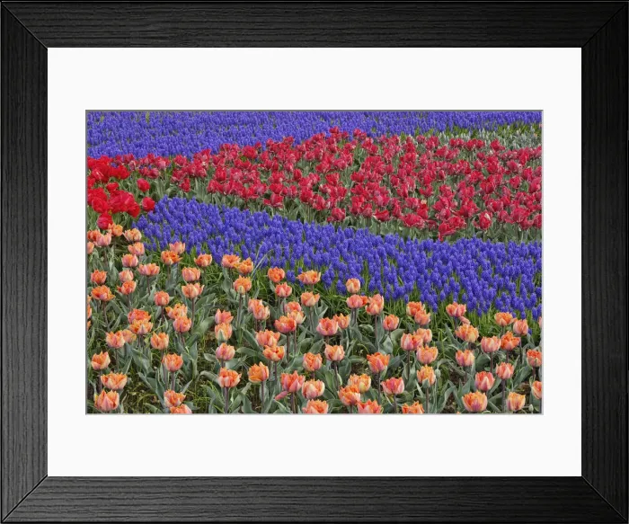 Framed Print : DDE-90032935 Framed Print : DDE-90032935
