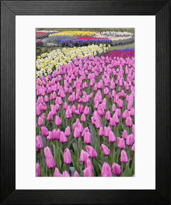 Framed Print : DDE-90032937 Framed Print : DDE-90032937