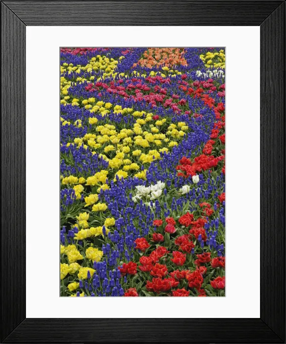 Framed Print : DDE-90032941 Framed Print : DDE-90032941