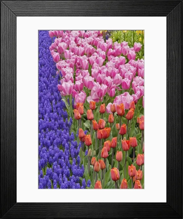 Framed Print : DDE-90032943 Framed Print : DDE-90032943