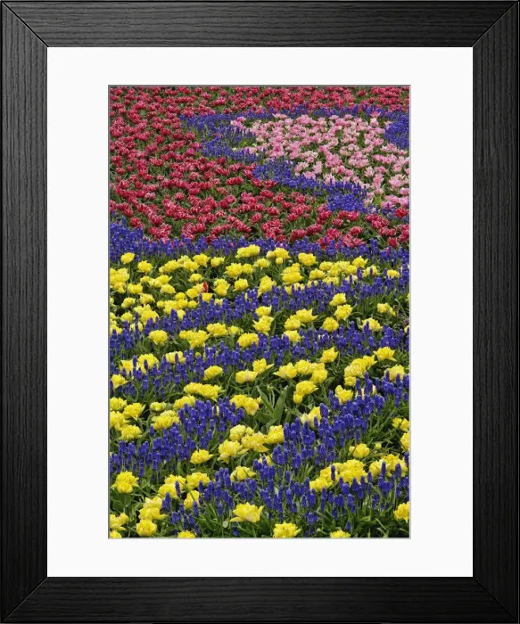 Framed Print : DDE-90032942 Framed Print : DDE-90032942