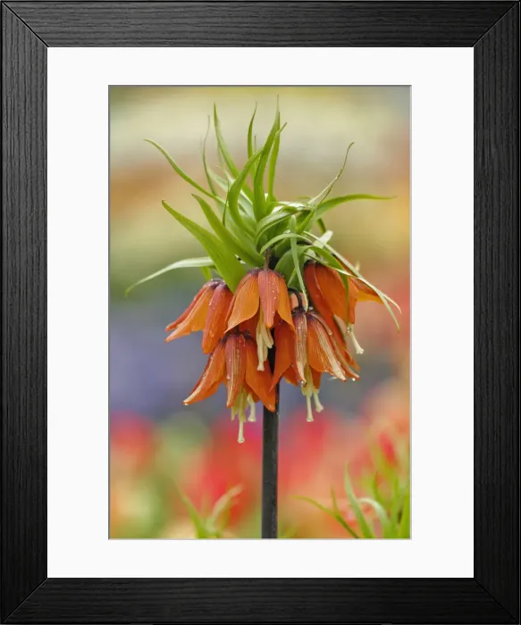 Framed Print : DDE-90032945