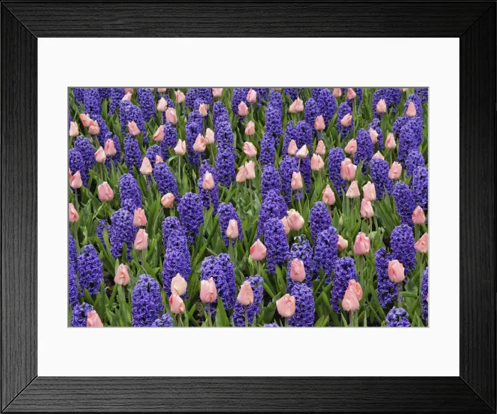Framed Print : DDE-90032948 Framed Print : DDE-90032948