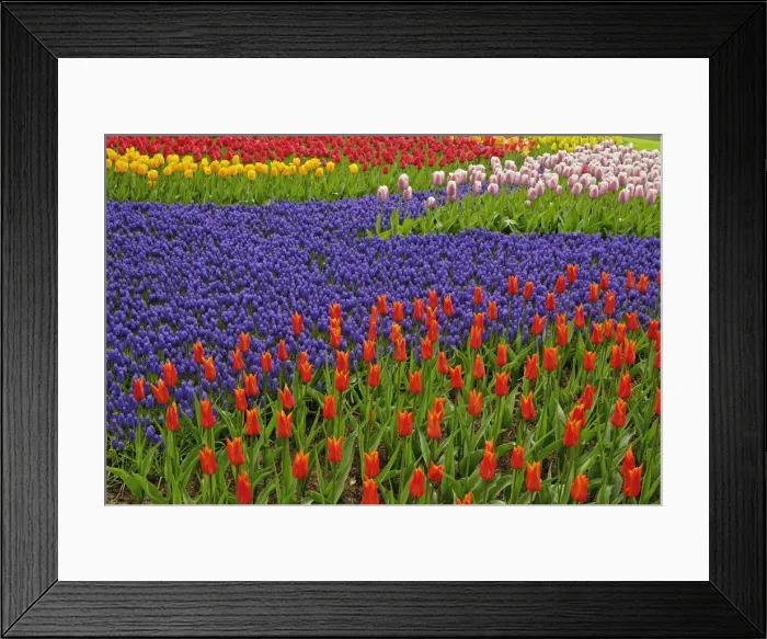 Framed Print : DDE-90032956 Framed Print : DDE-90032956