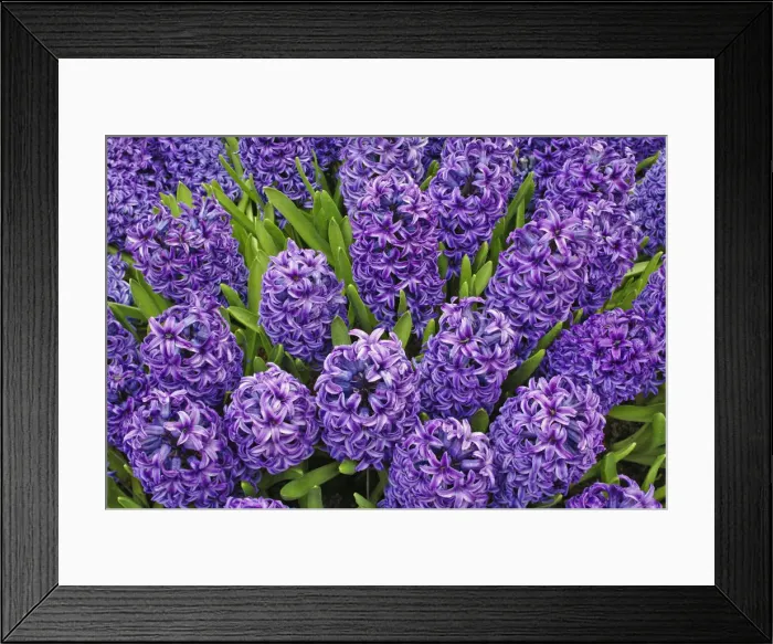 Framed Print : DDE-90032958 Framed Print : DDE-90032958