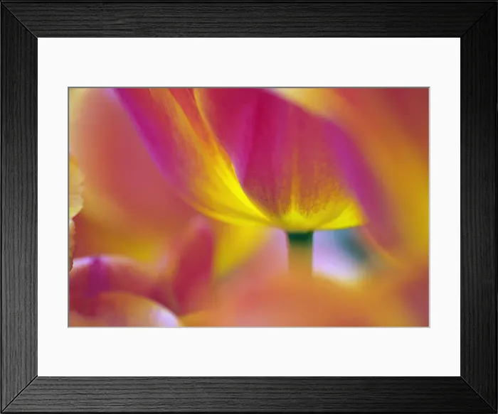 Framed Print : DDE-90032960 Framed Print : DDE-90032960