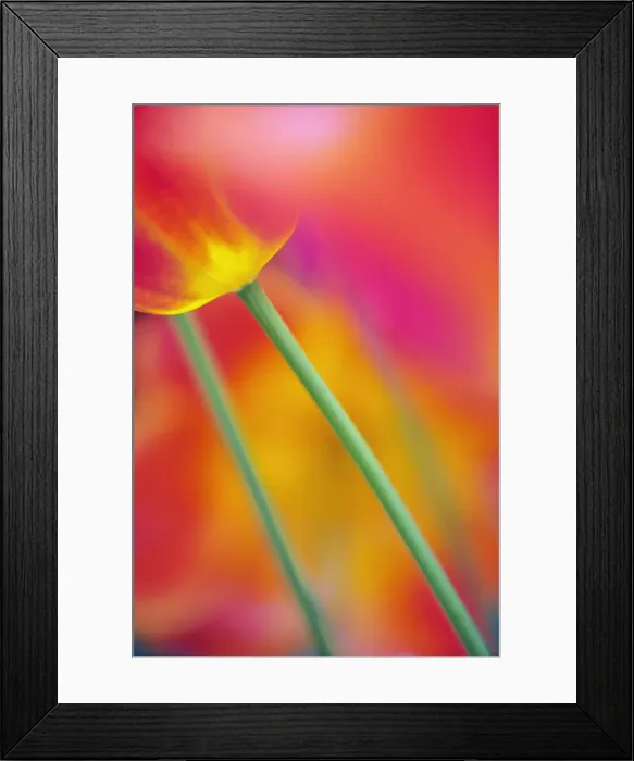 Framed Print : DDE-90032961 Framed Print : DDE-90032961
