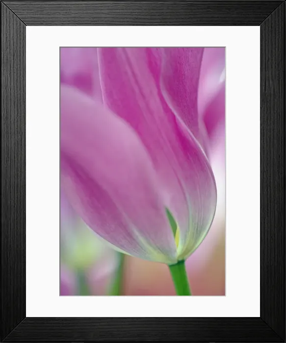 Framed Print : DDE-90032962 Framed Print : DDE-90032962