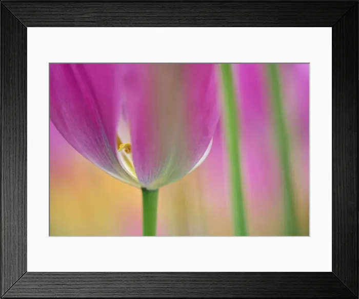 Framed Print : DDE-90032964 Framed Print : DDE-90032964