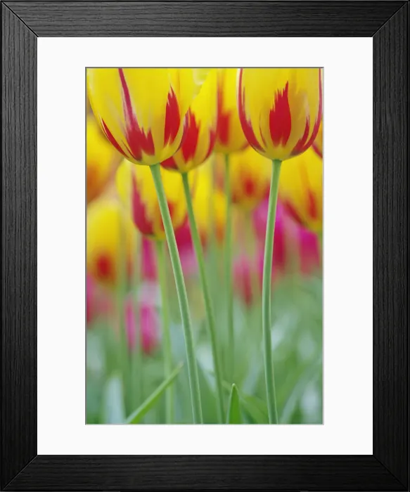 Framed Print : DDE-90032965 Framed Print : DDE-90032965