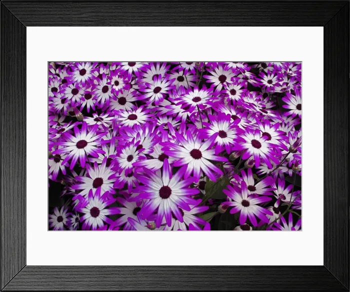 Framed Print : DDE-90032966