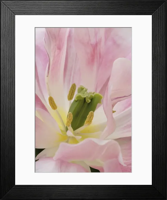 Framed Print : DDE-90032967 Framed Print : DDE-90032967