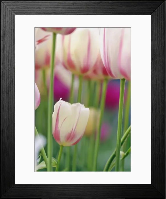 Framed Print : DDE-90032969 Framed Print : DDE-90032969