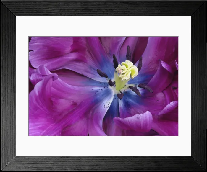 Framed Print : DDE-90032970