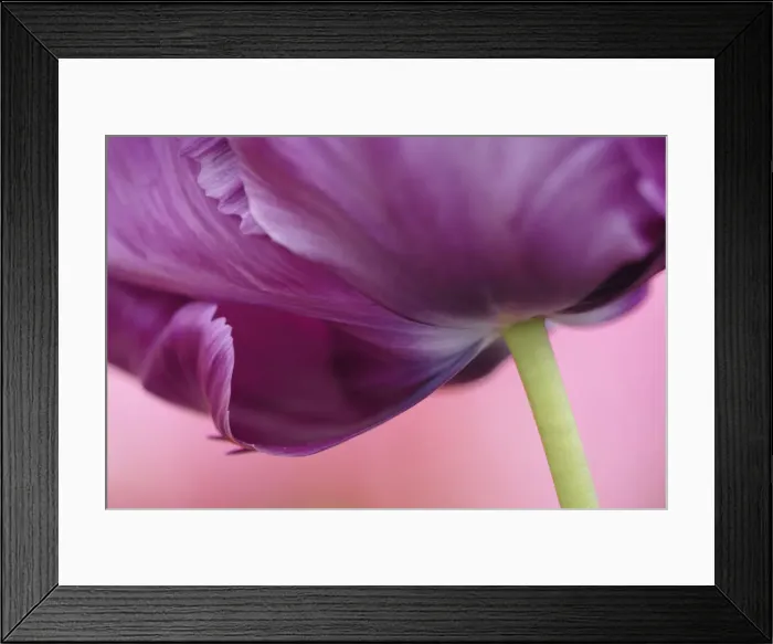 Framed Print : DDE-90032971 Framed Print : DDE-90032971