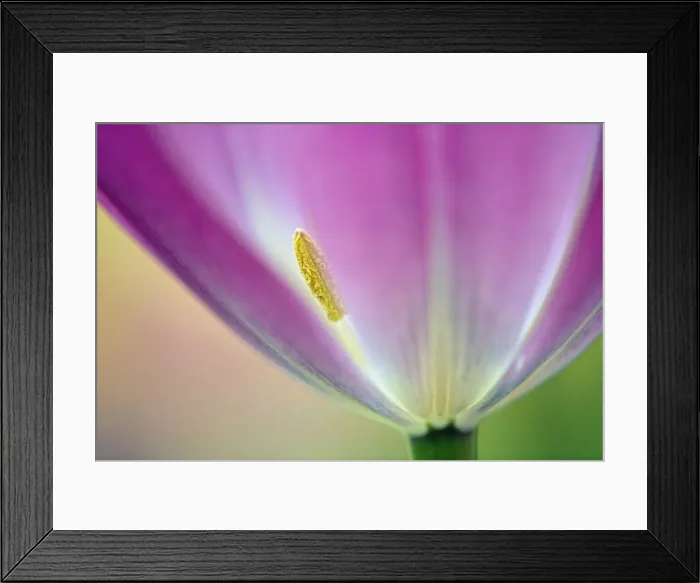 Framed Print : DDE-90032963