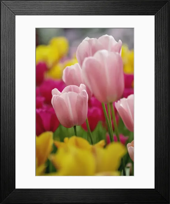 Framed Print : DDE-90032972 Framed Print : DDE-90032972