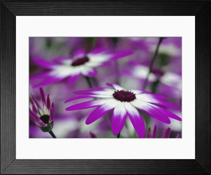 Framed Print : DDE-90032973 Framed Print : DDE-90032973