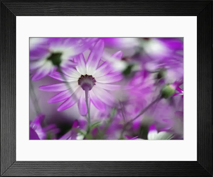 Framed Print : DDE-90032975 Framed Print : DDE-90032975