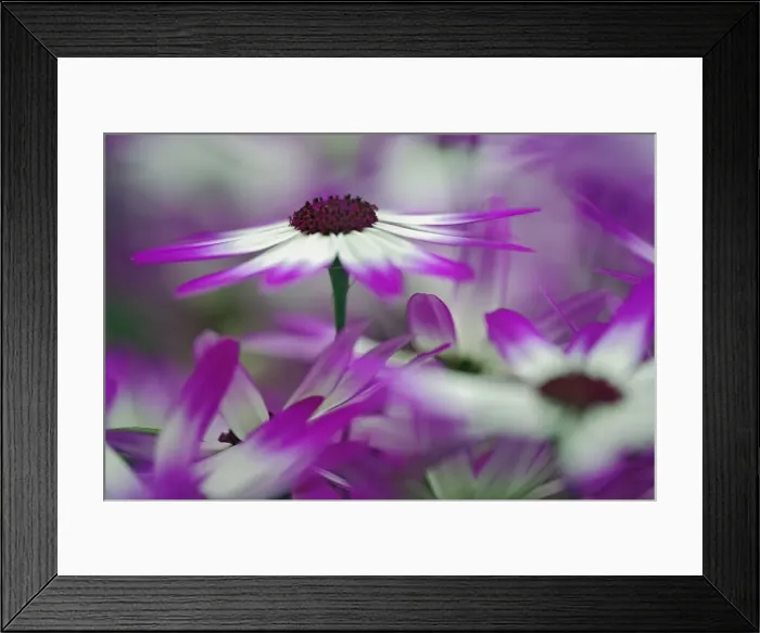 Framed Print : DDE-90032976 Framed Print : DDE-90032976