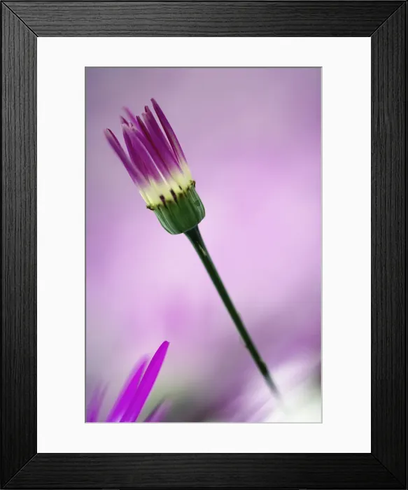 Framed Print : DDE-90032974 Framed Print : DDE-90032974
