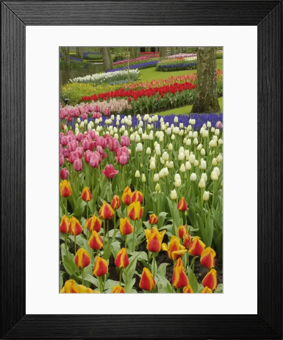 Framed Print : DDE-90032978