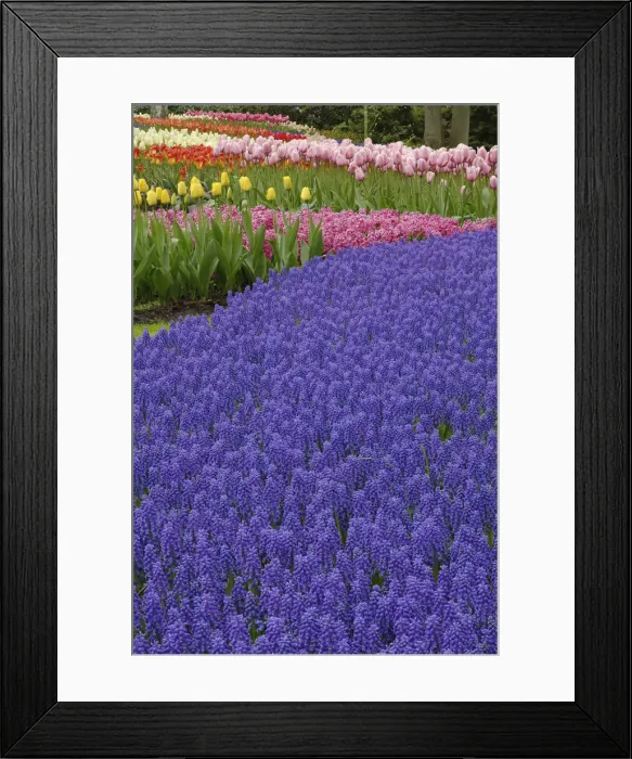 Framed Print : DDE-90032981 Framed Print : DDE-90032981